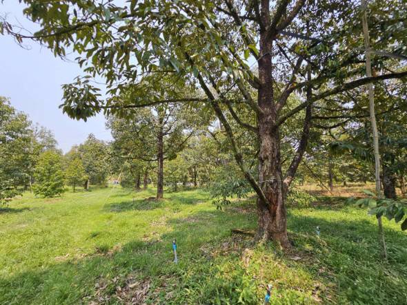 ขายสวนทุเรียน-เขาสุกิม-เนินมะหาด-ตำบลเขาบายศรี-อำเภอท่าใหม่-จันทบุรี