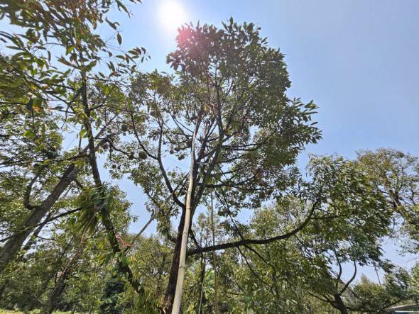 ขายสวนทุเรียน-เขาสุกิม-เนินมะหาด-ตำบลเขาบายศรี-อำเภอท่าใหม่-จันทบุรี