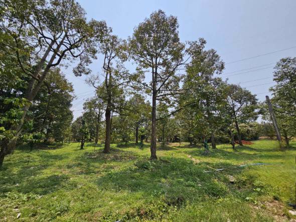 ขายสวนทุเรียน-เขาสุกิม-เนินมะหาด-ตำบลเขาบายศรี-อำเภอท่าใหม่-จันทบุรี