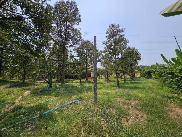 ขายสวนทุเรียน-เขาสุกิม-เนินมะหาด-ตำบลเขาบายศรี-อำเภอท่าใหม่-จันทบุรี