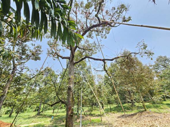 ขายสวนทุเรียน-เขาสุกิม-เนินมะหาด-ตำบลเขาบายศรี-อำเภอท่าใหม่-จันทบุรี