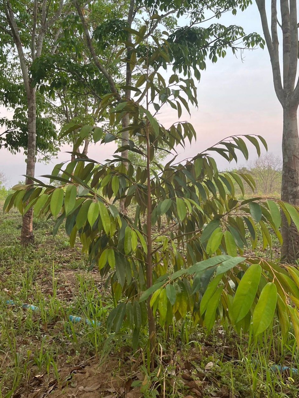 ขายสวนผสมทุเรียนและยางพารา-26-ไร่-ทองผาภูมิ