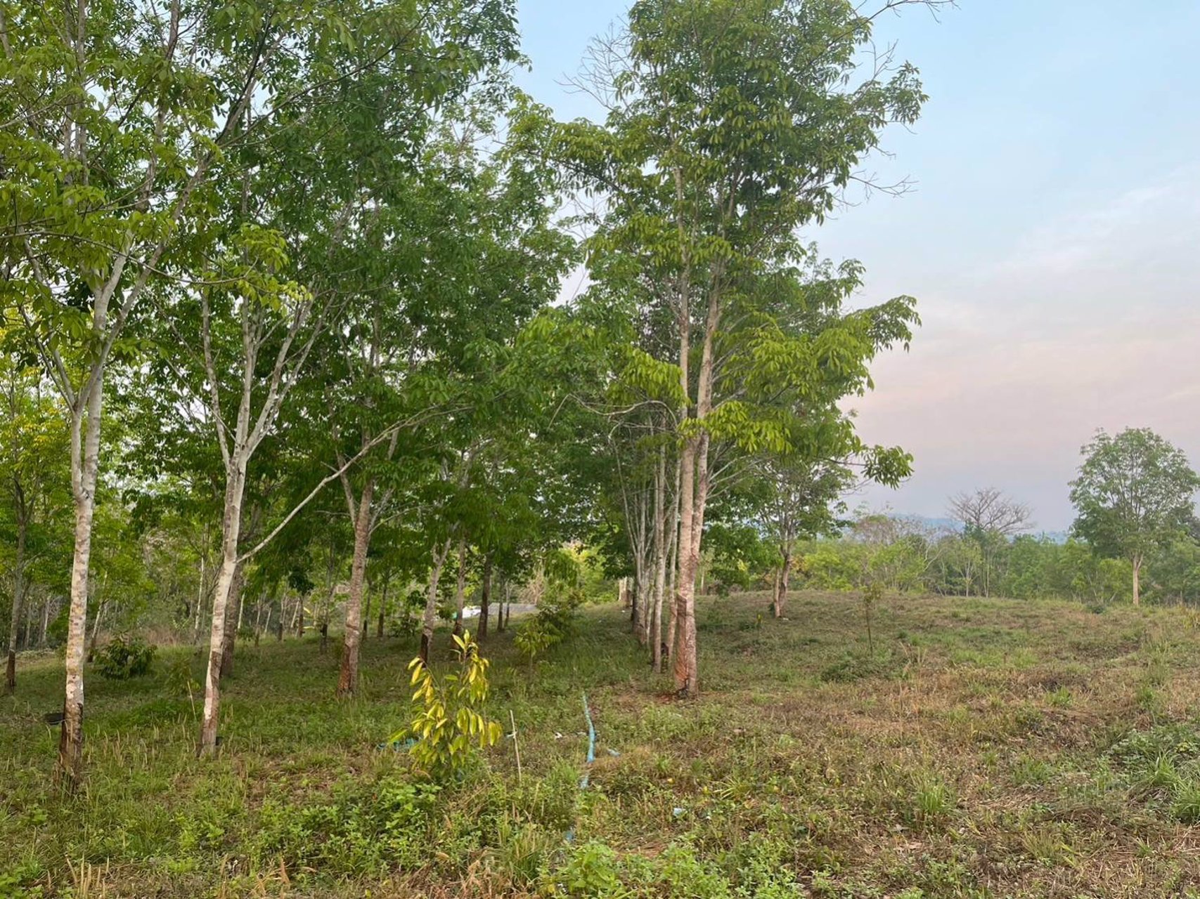 ขายสวนผสมทุเรียนและยางพารา-26-ไร่-ทองผาภูมิ