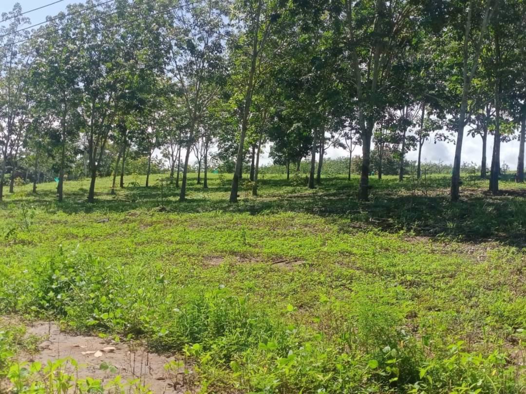 ขายสวนผสมทุเรียนและยางพารา-26-ไร่-ทองผาภูมิ