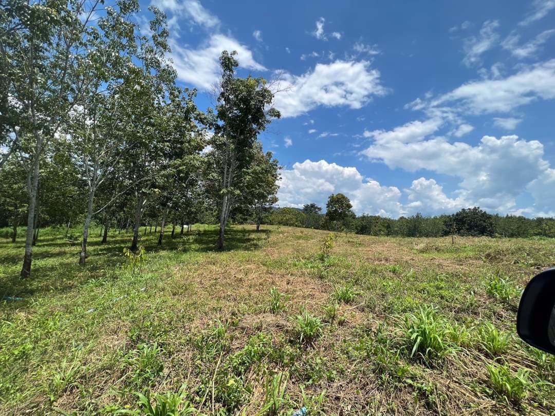 ขายสวนผสมทุเรียนและยางพารา-26-ไร่-ทองผาภูมิ