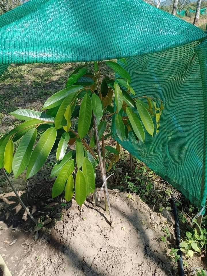 ขายสวนผสมทุเรียนและยางพารา-26-ไร่-ทองผาภูมิ