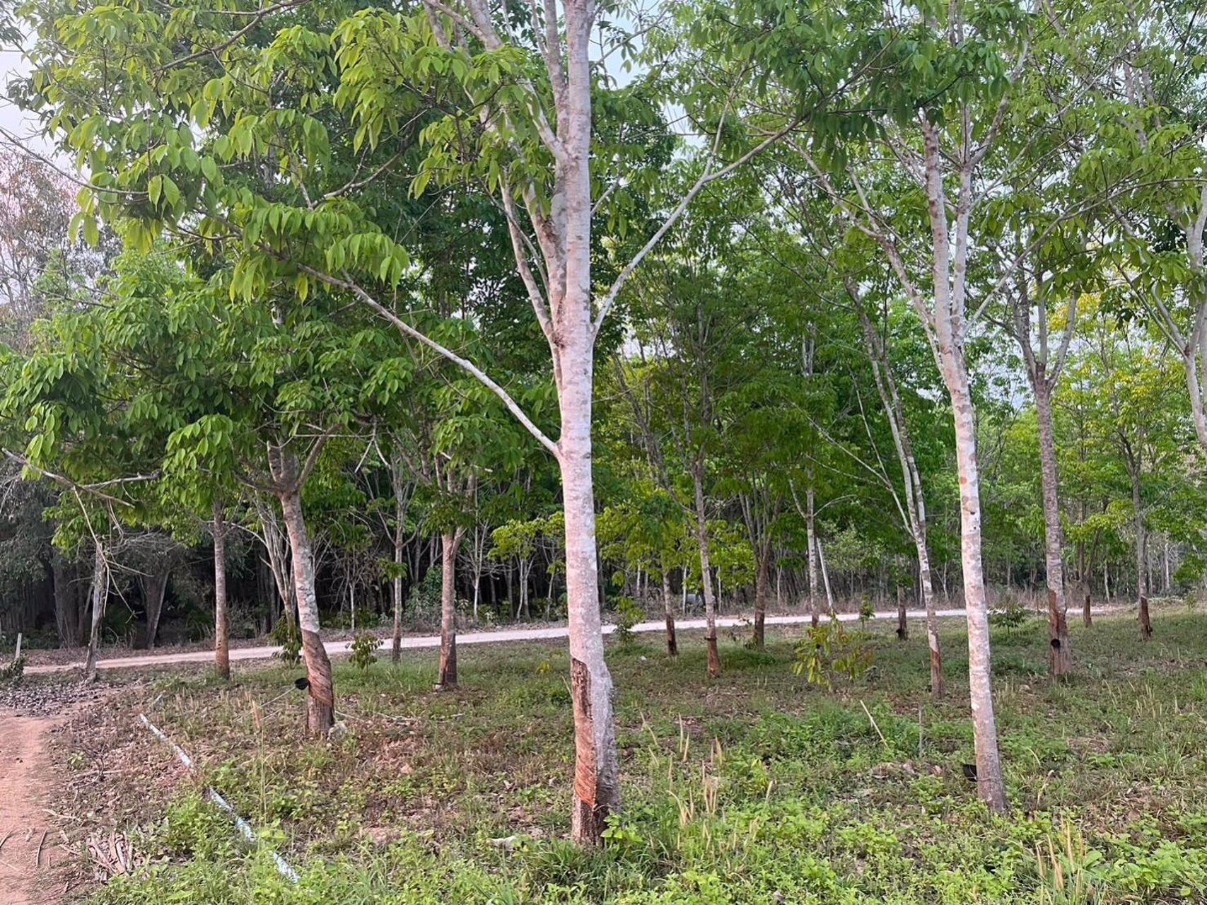 ขายสวนผสมทุเรียนและยางพารา-26-ไร่-ทองผาภูมิ