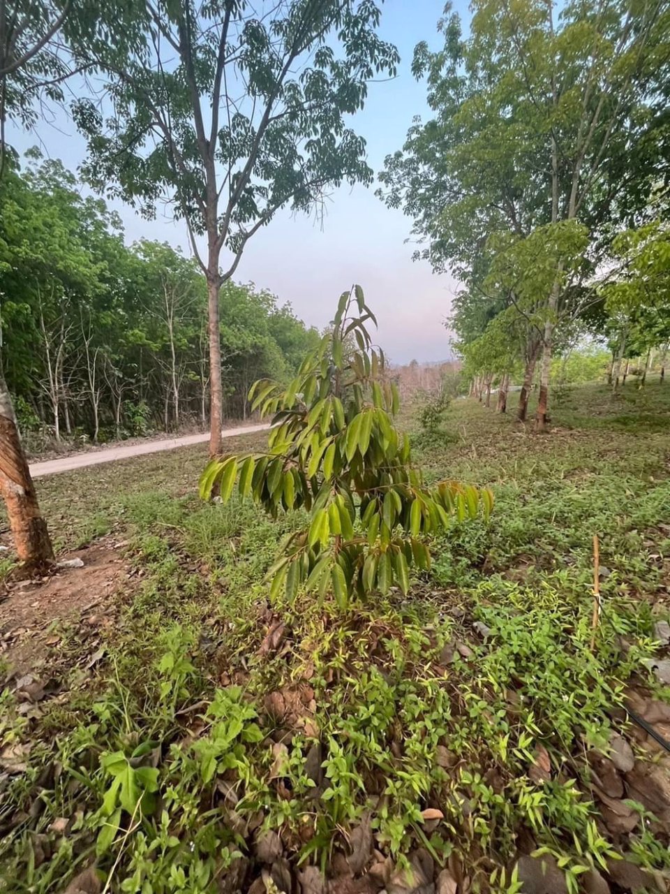 ขายสวนผสมทุเรียนและยางพารา-26-ไร่-ทองผาภูมิ