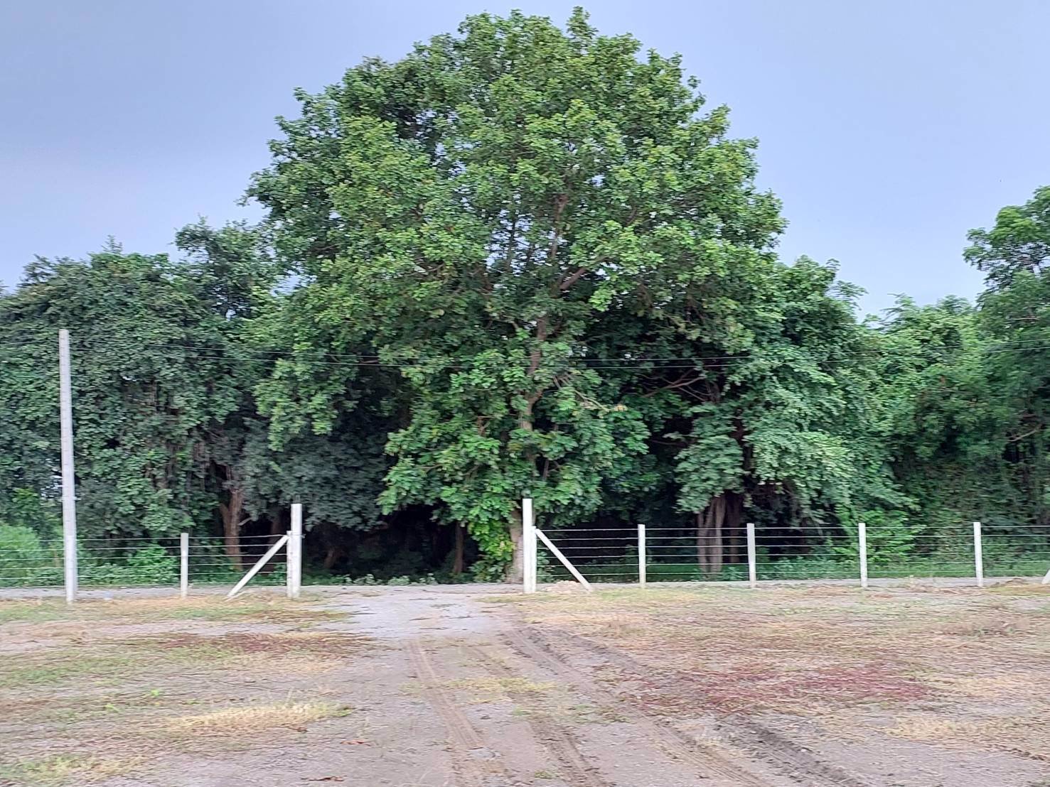 ที่ดินวิวเขาสวย-ราคาถูก-ทำเลดีถมแล้วขายยกแปลง-3ไร่-ล้อมรั้ว