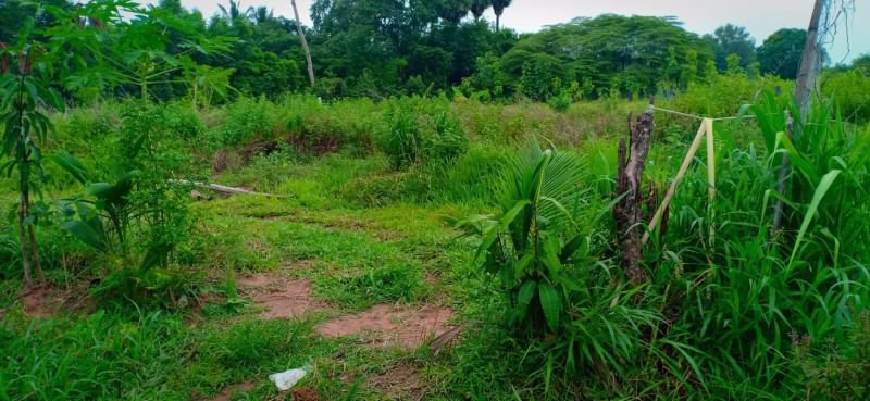 ขายที่สวนติดบ้านคน-เนื้อที่-1ไร่-2งาน-23ตรว