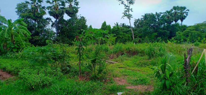 ขายที่สวนติดบ้านคน-เนื้อที่-1ไร่-2งาน-23ตรว