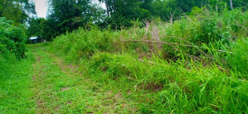 ขายที่สวนติดบ้านคน-เนื้อที่-1ไร่-2งาน-23ตรว