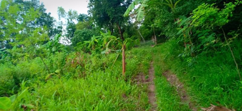 ขายที่สวนติดบ้านคน-เนื้อที่-1ไร่-2งาน-23ตรว