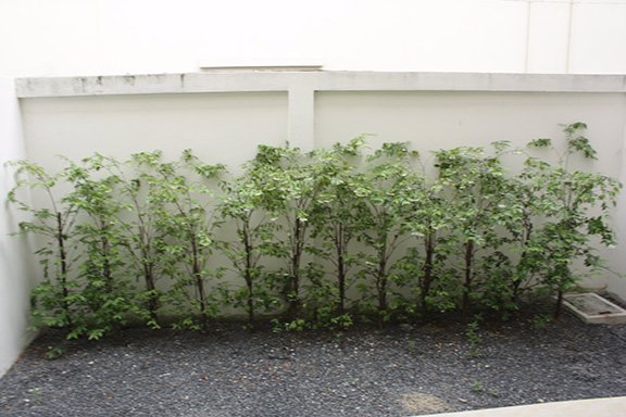 ขายทาวน์เฮาส์ใกล้-srt-หลักหก-หมู่บ้านภุมรินทร์-ติดห้างเซียร์รังสิต-เจ้าของขายเอง