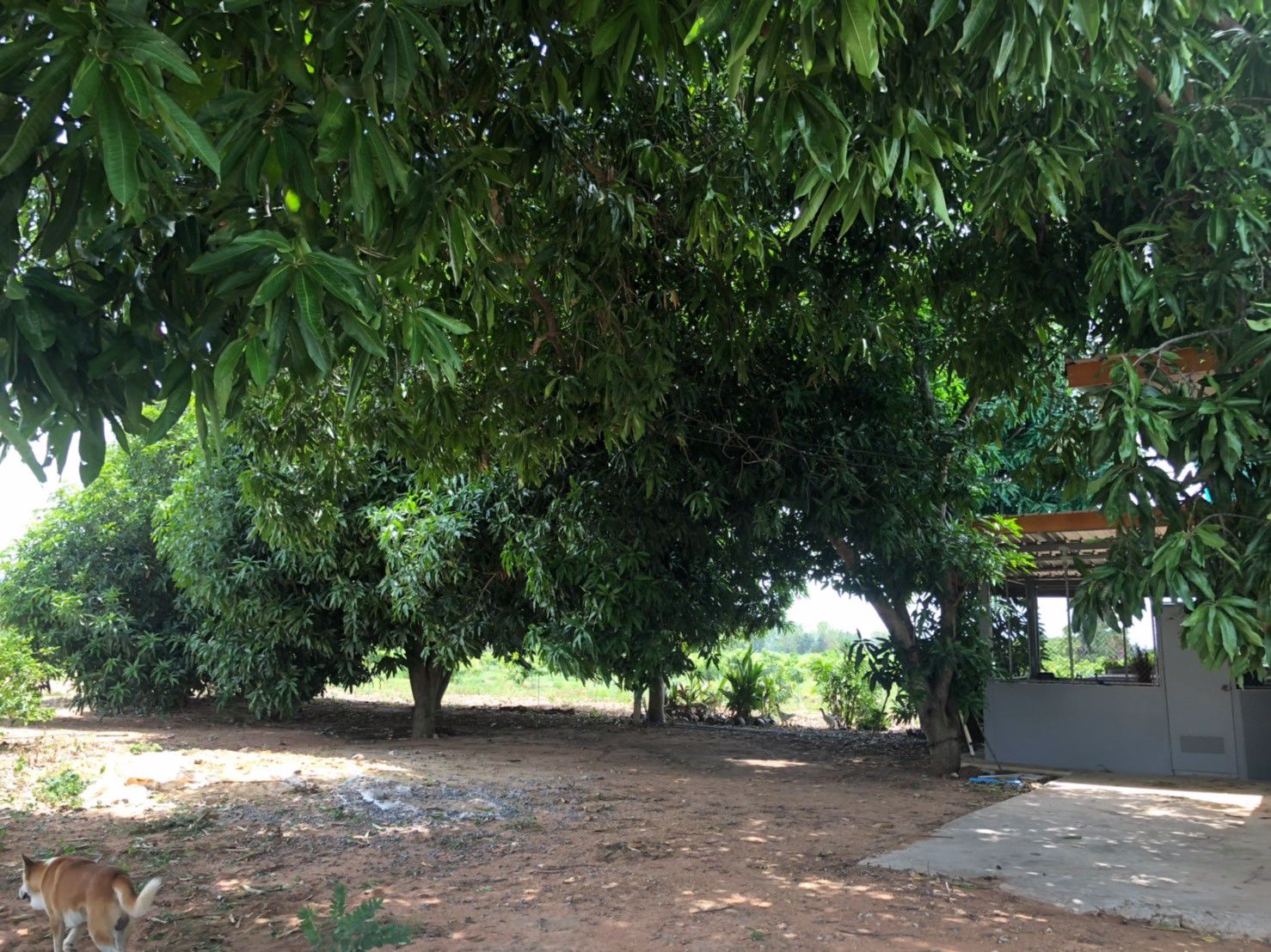 ที่ดินพร้อมสวนมะม่วง-เหมาะทำสวนเกษตร-พันธสัญญา-อ-หันหา-จ-ชัยนาท