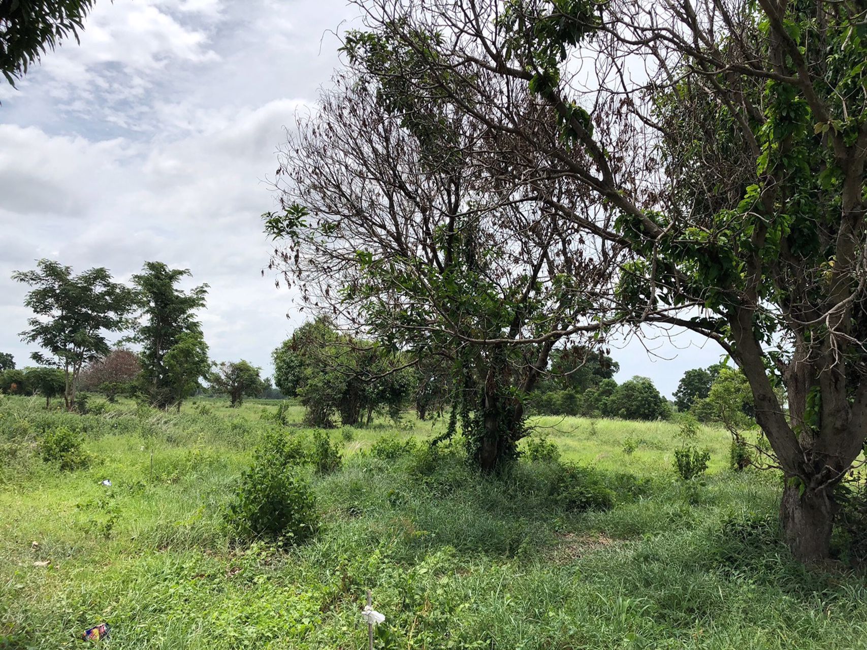 ที่ดินพร้อมสวนมะม่วง-เหมาะทำสวนเกษตร-พันธสัญญา-อ-หันหา-จ-ชัยนาท