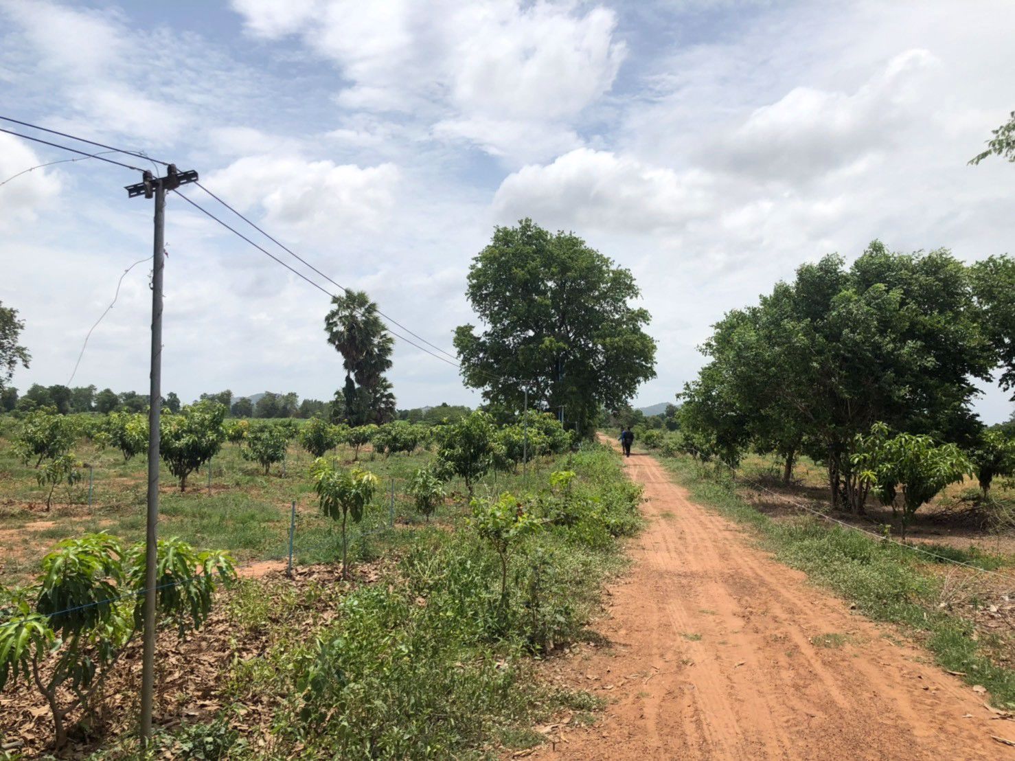 ที่ดินพร้อมสวนมะม่วง-เหมาะทำสวนเกษตร-พันธสัญญา-อ-หันหา-จ-ชัยนาท