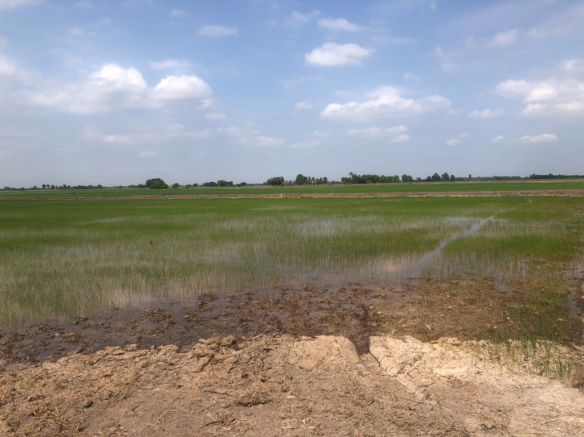 ขายที่ดิน-5-ไร่-3-งาน-94-ตารางวา-อบางไทร-จ-พระนครศรีอยุธยา-พร้อมทำสวนยางพาราไร่ทำนา-พร้อมผู้เช่