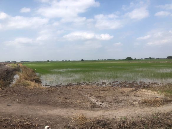 ขายที่ดิน-5-ไร่-3-งาน-94-ตารางวา-อบางไทร-จ-พระนครศรีอยุธยา-พร้อมทำสวนยางพาราไร่ทำนา-พร้อมผู้เช่