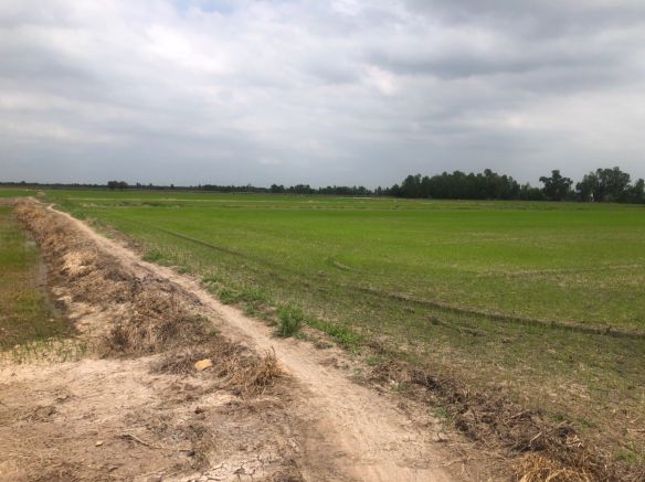 ขายที่ดิน-5-ไร่-3-งาน-94-ตารางวา-อบางไทร-จ-พระนครศรีอยุธยา-พร้อมทำสวนยางพาราไร่ทำนา-พร้อมผู้เช่