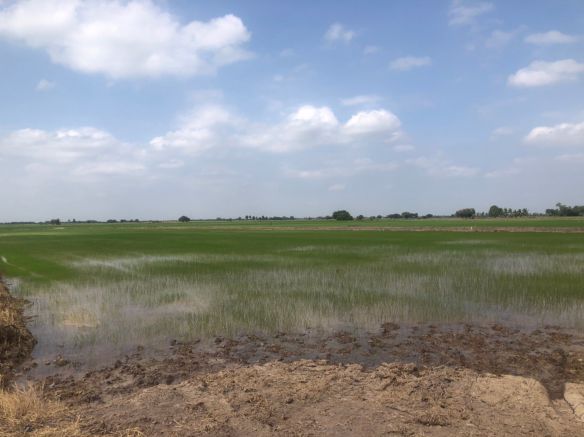 ขายที่ดิน-5-ไร่-3-งาน-94-ตารางวา-อบางไทร-จ-พระนครศรีอยุธยา-พร้อมทำสวนยางพาราไร่ทำนา-พร้อมผู้เช่