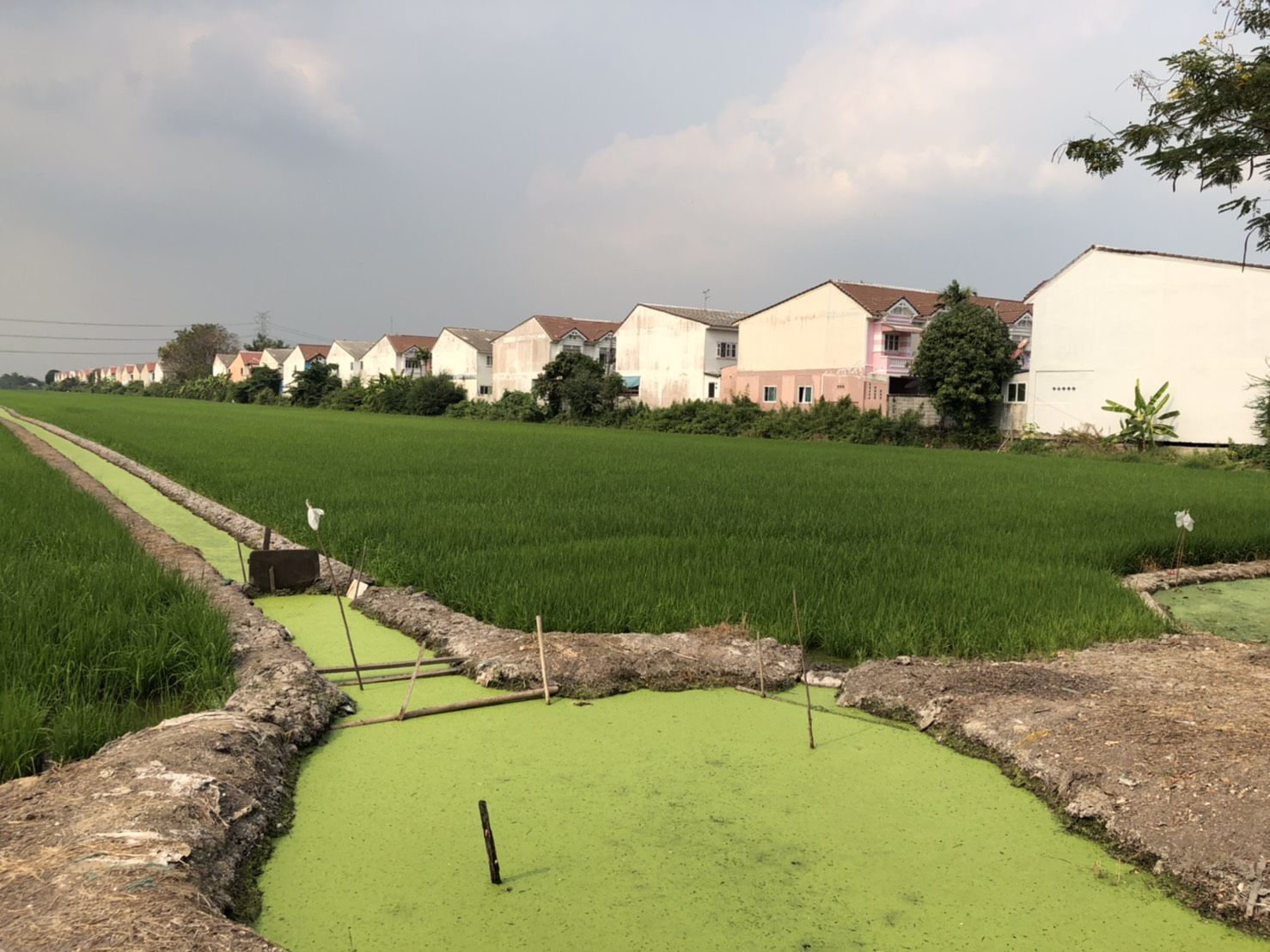 ขายที่ดินเปล่า-39-ไร่-อไทรน้อย-จนนทบุรี-ที่แปลงสวยเหมาะสำหรับสร้างโครงการบ้านจัดสรร-หรือพัฒนาด้านอ