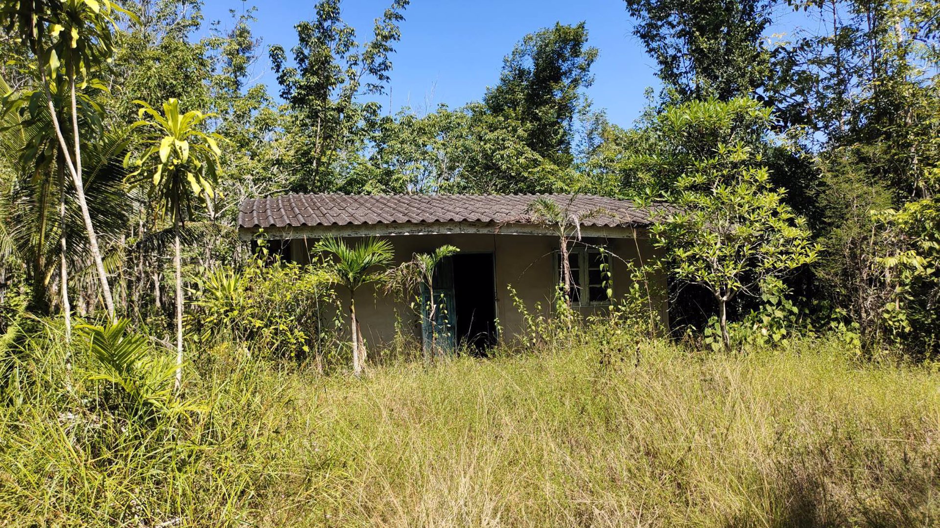 ขายที่ดิน-สวนยางพร้อมตัดได้เลย-และ-ไม้กฤษณา-อายุ-20-ปี