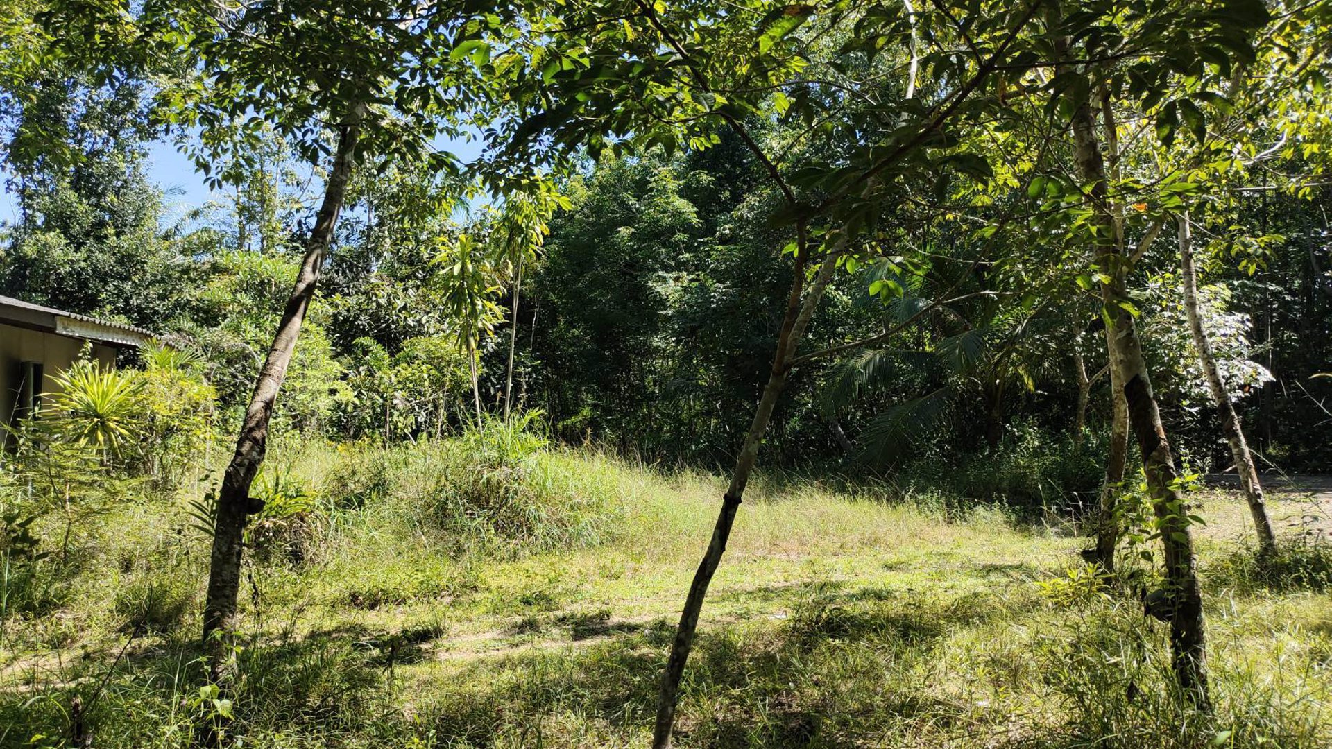 ขายที่ดิน-สวนยางพร้อมตัดได้เลย-และ-ไม้กฤษณา-อายุ-20-ปี