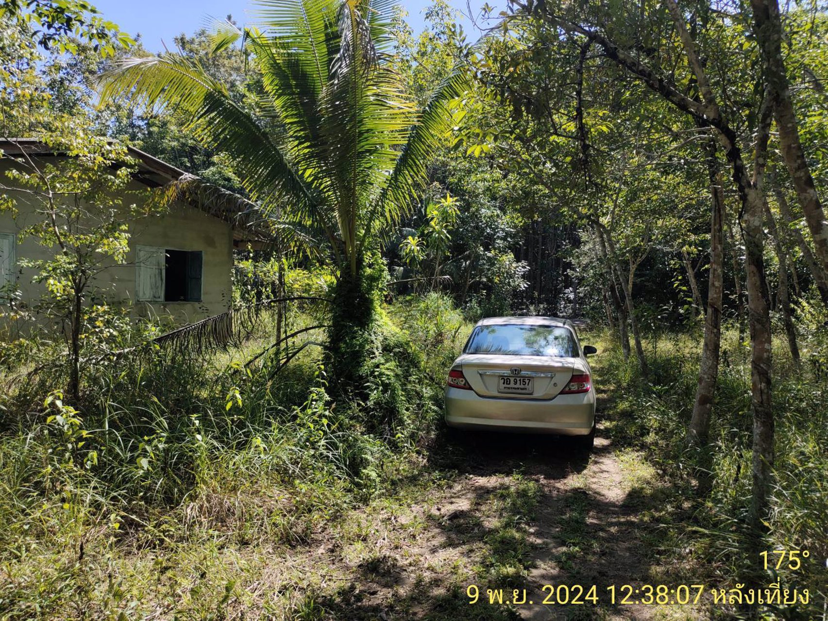 ขายที่ดิน-สวนยางพร้อมตัดได้เลย-และ-ไม้กฤษณา-อายุ-20-ปี