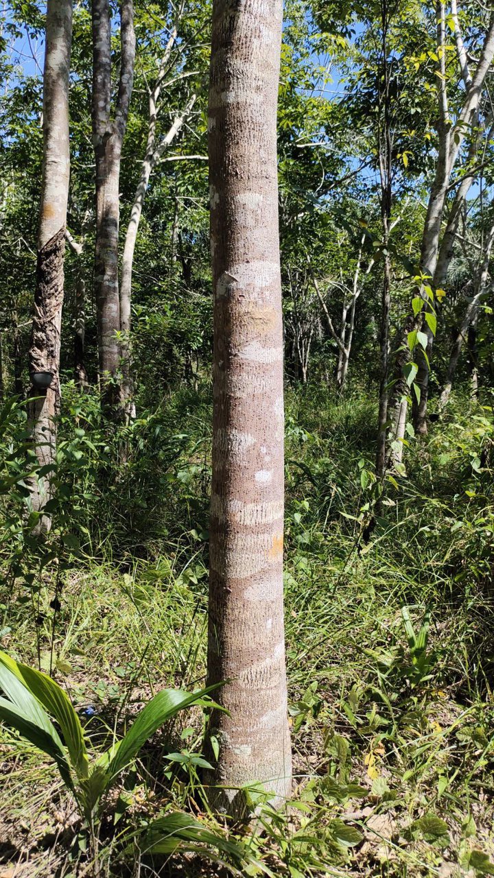 ขายที่ดิน-สวนยางพร้อมตัดได้เลย-และ-ไม้กฤษณา-อายุ-20-ปี