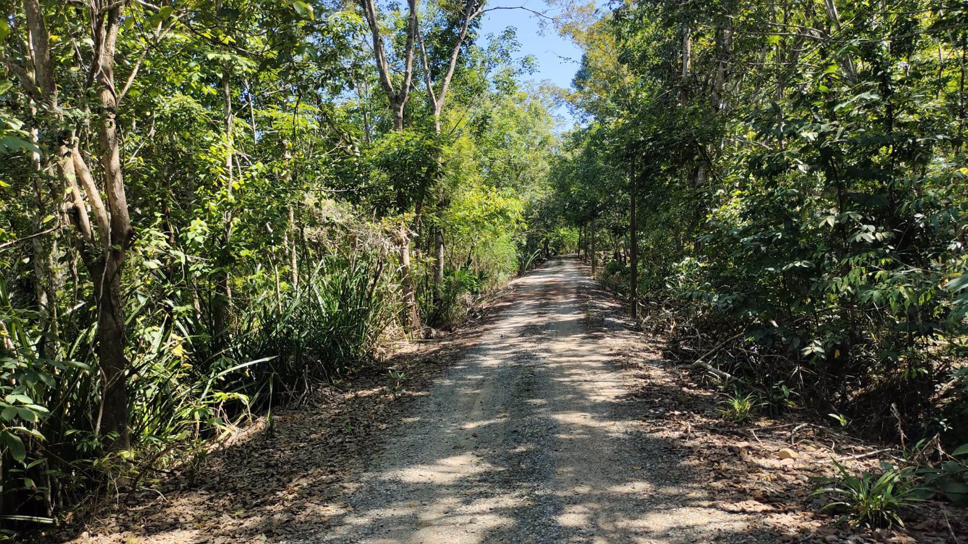 ขายที่ดิน-สวนยางพร้อมตัดได้เลย-และ-ไม้กฤษณา-อายุ-20-ปี