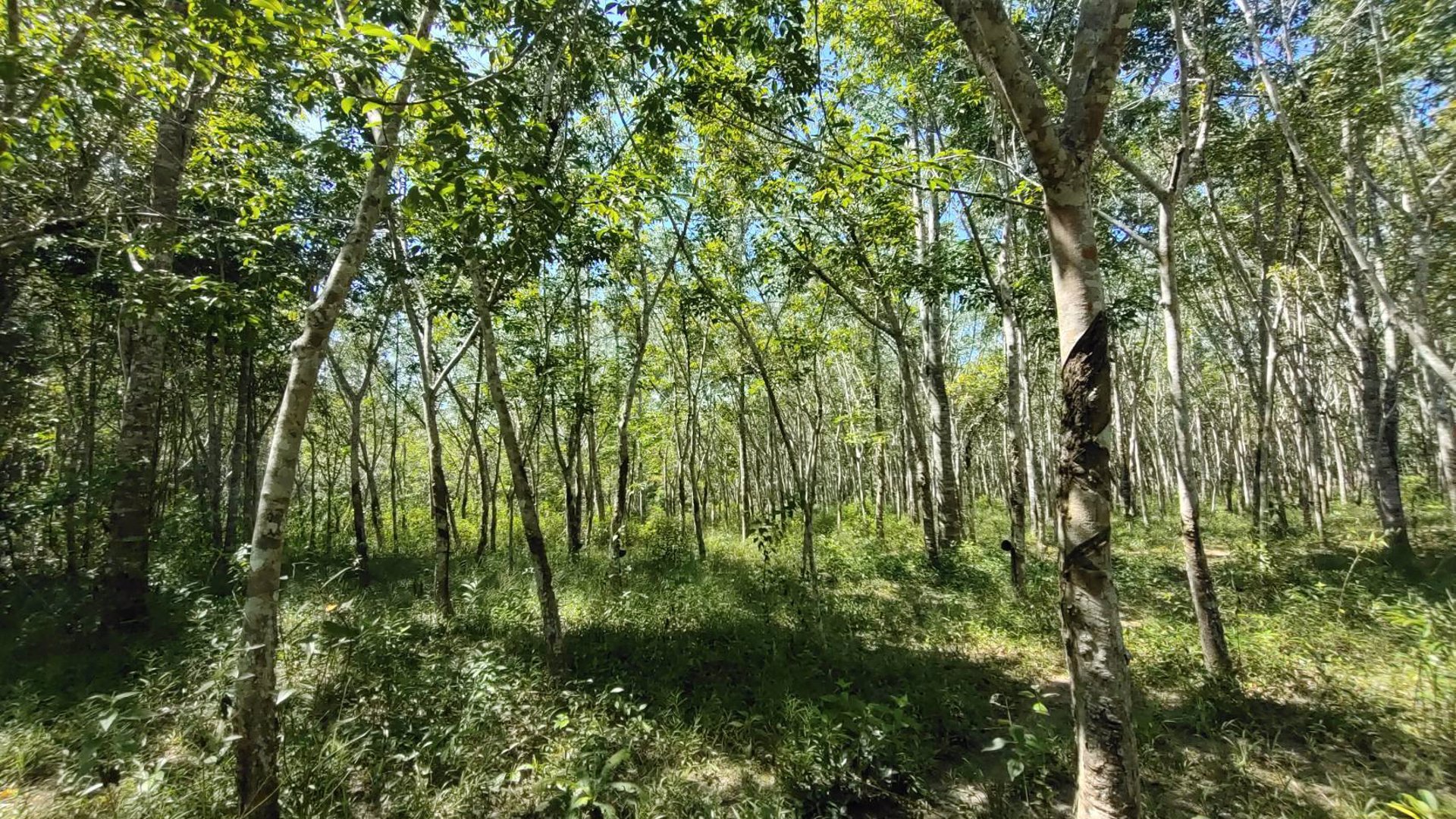 ขายที่ดิน-สวนยางพร้อมตัดได้เลย-และ-ไม้กฤษณา-อายุ-20-ปี