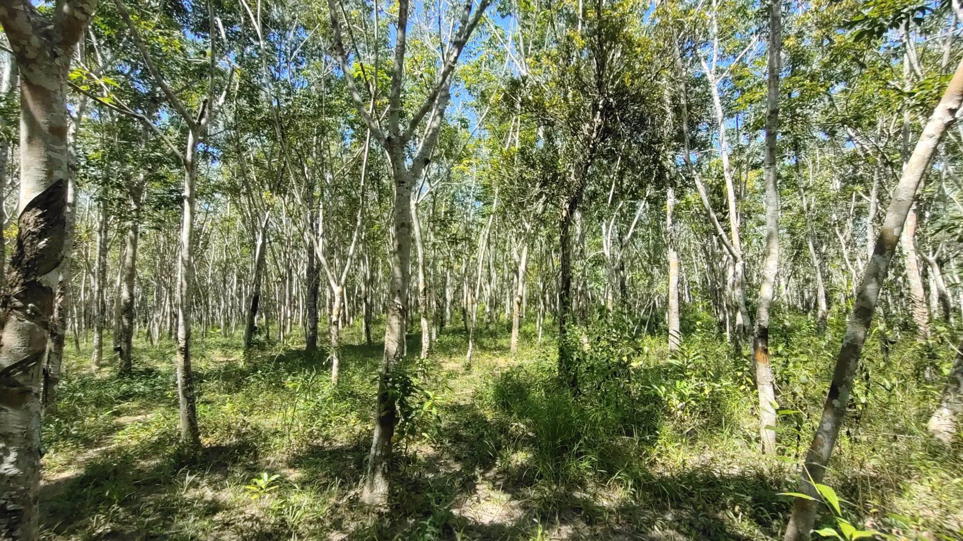 ขายที่ดิน-สวนยางพร้อมตัดได้เลย-และ-ไม้กฤษณา-อายุ-20-ปี