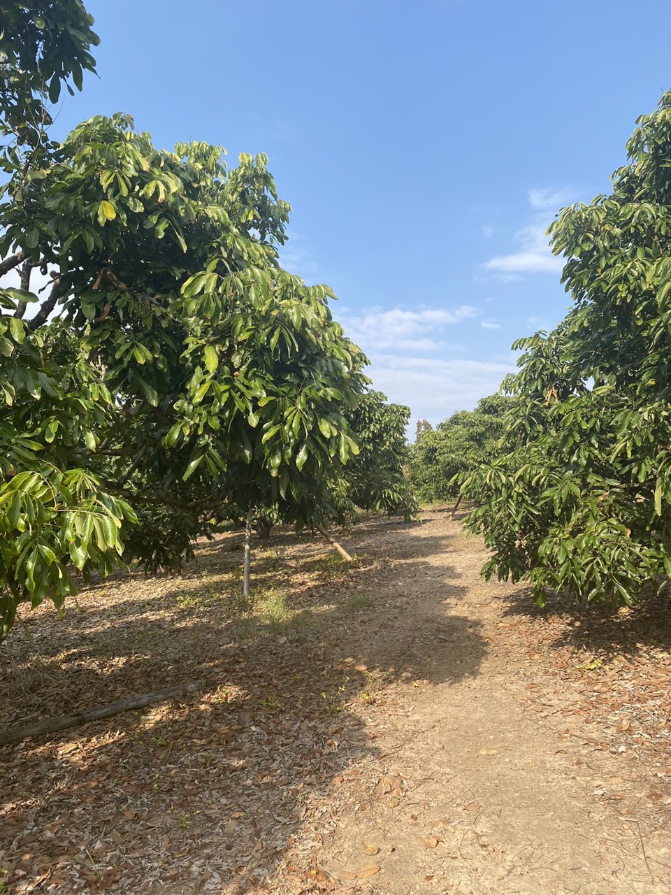 ขายบ้านพร้อมที่ดิน-25-ไร่-อำเภอเชียงดาว-จังหวัดเชียงใหม่