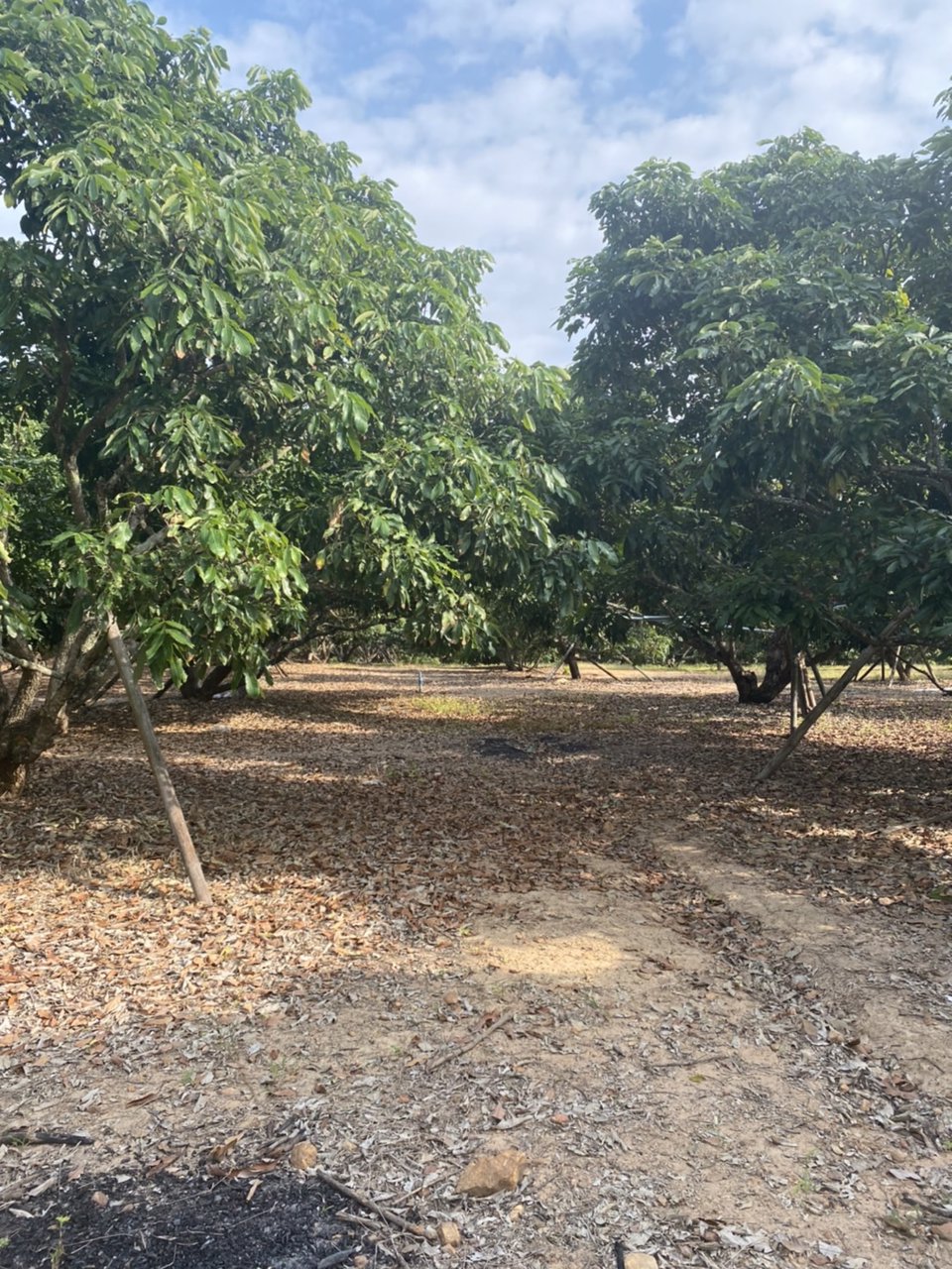 ขายบ้านพร้อมที่ดิน-25-ไร่-อำเภอเชียงดาว-จังหวัดเชียงใหม่