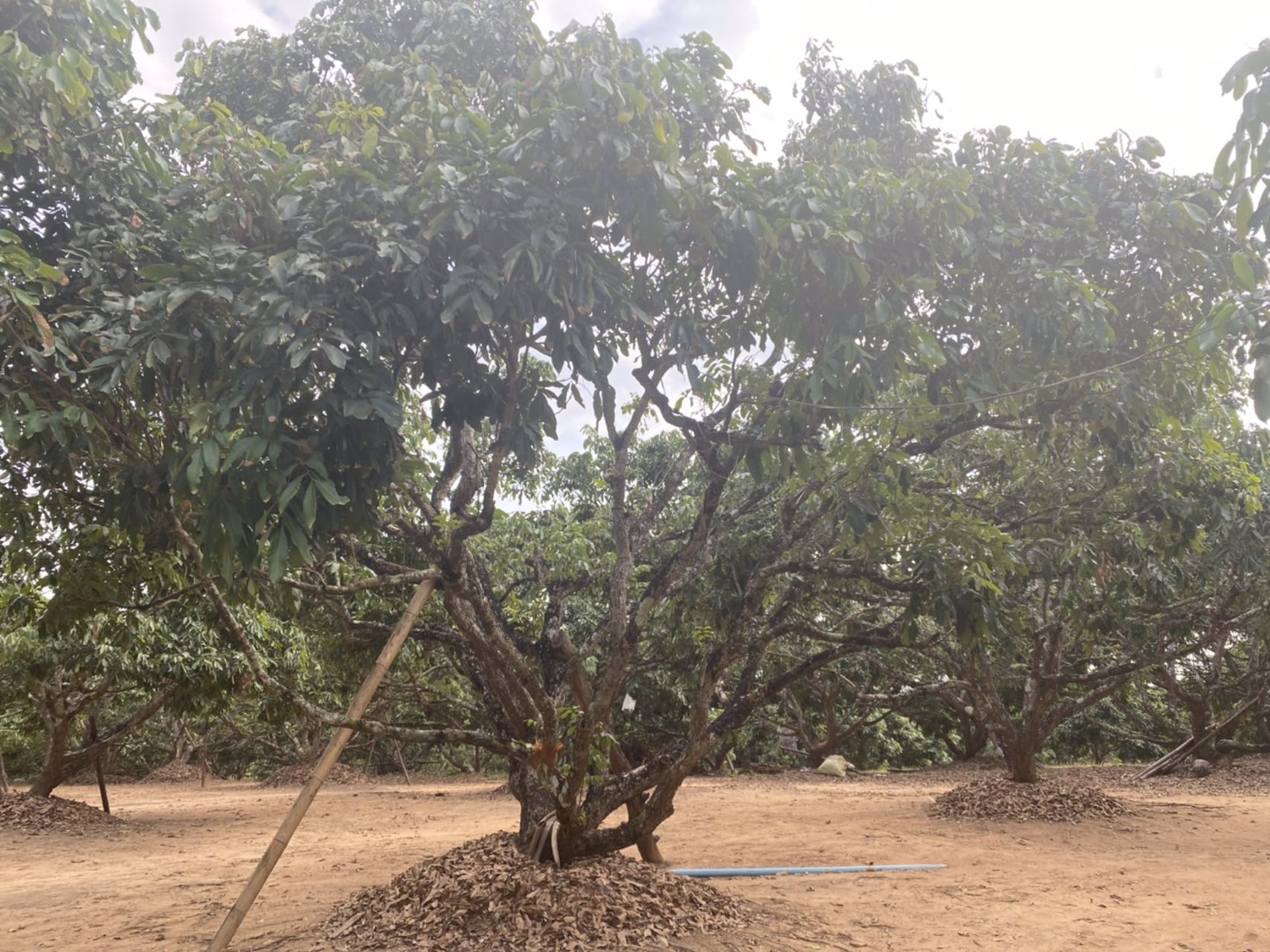 ขายบ้านพร้อมที่ดิน-25-ไร่-อำเภอเชียงดาว-จังหวัดเชียงใหม่