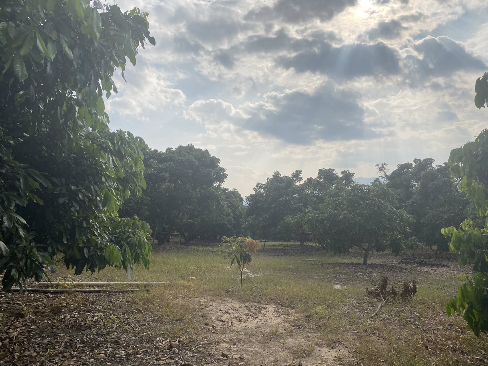 ขายบ้านพร้อมที่ดิน-25-ไร่-อำเภอเชียงดาว-จังหวัดเชียงใหม่