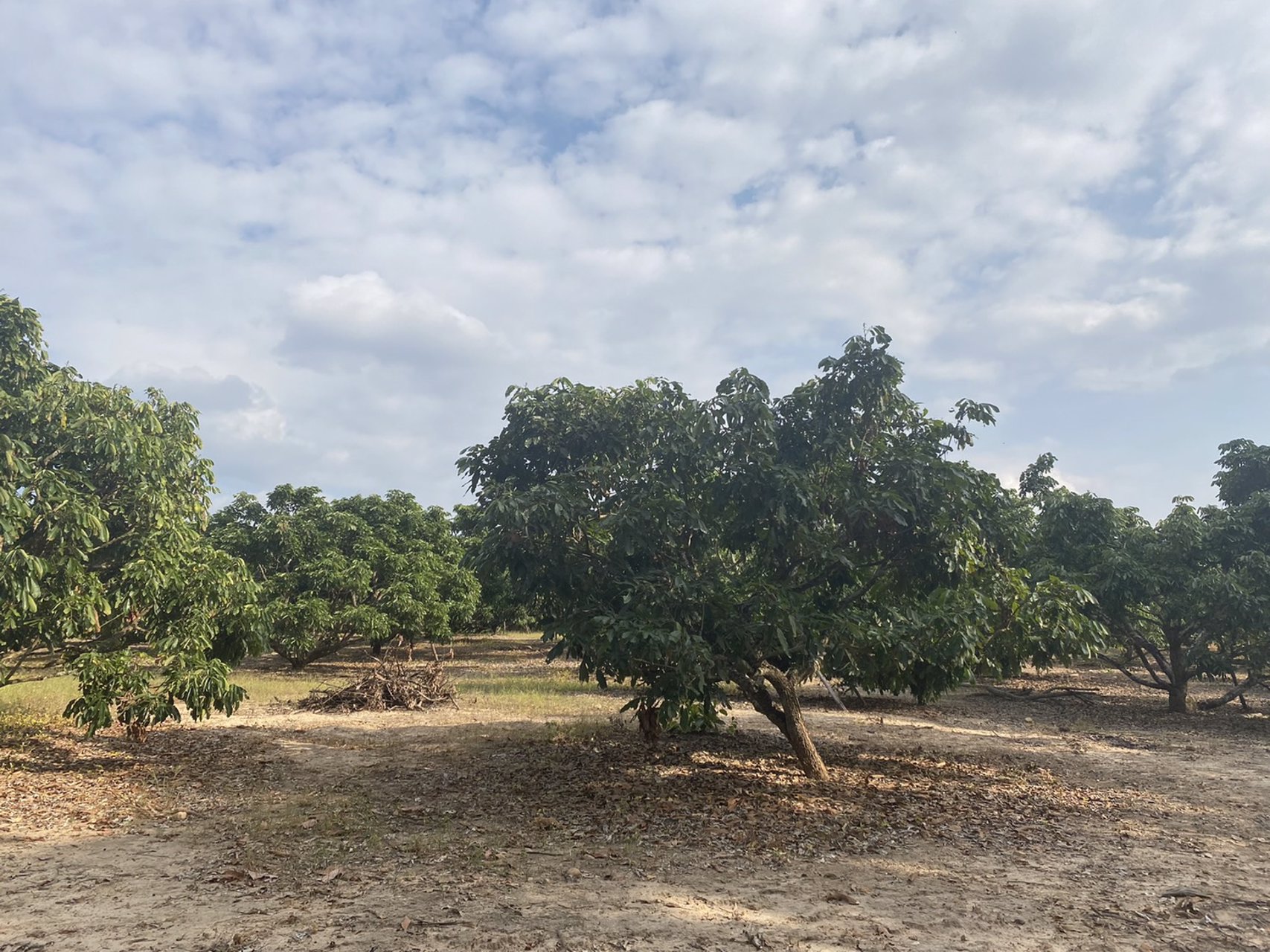 ขายบ้านพร้อมที่ดิน-25-ไร่-อำเภอเชียงดาว-จังหวัดเชียงใหม่