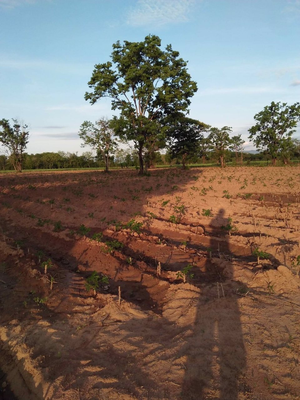 ที่ดิน-จเพรชบูรณ์