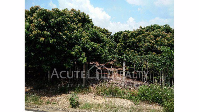 ขายที่ดินเปล่า-อำเภอฝาง-จังหวัดเชียงใหม่-ขนาด-1-0-8-ไร่-อยู่ในแหล่งชุมชน