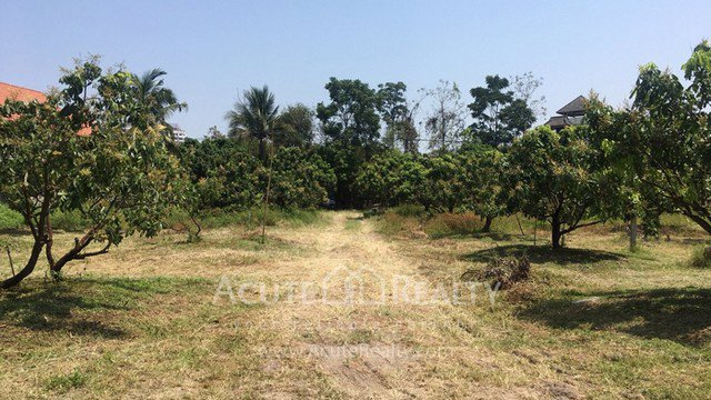 ขายที่ดินเปล่าในเมืองเชียงใหม่-เป็นที่ดินสวนลำไย-เนื้อที่-5-3-75-ไร่-ทำเลดีมาก-อยู่ใกล้มเชียงใหม่