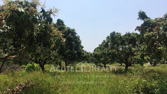 ขายที่ดินเปล่าในเมืองเชียงใหม่-เป็นที่ดินสวนลำไย-เนื้อที่-5-3-75-ไร่-ทำเลดีมาก-อยู่ใกล้มเชียงใหม่