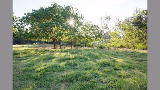 ขายที่ดินติดน้ำปิง-อแม่ริม-เชียงใหม่-ขนาด-7-ไร่-กว้าง-60-เมตร-ทำเลดีมากอยู่ติดถนนซีเมนต์-ใกล้แมคโคร