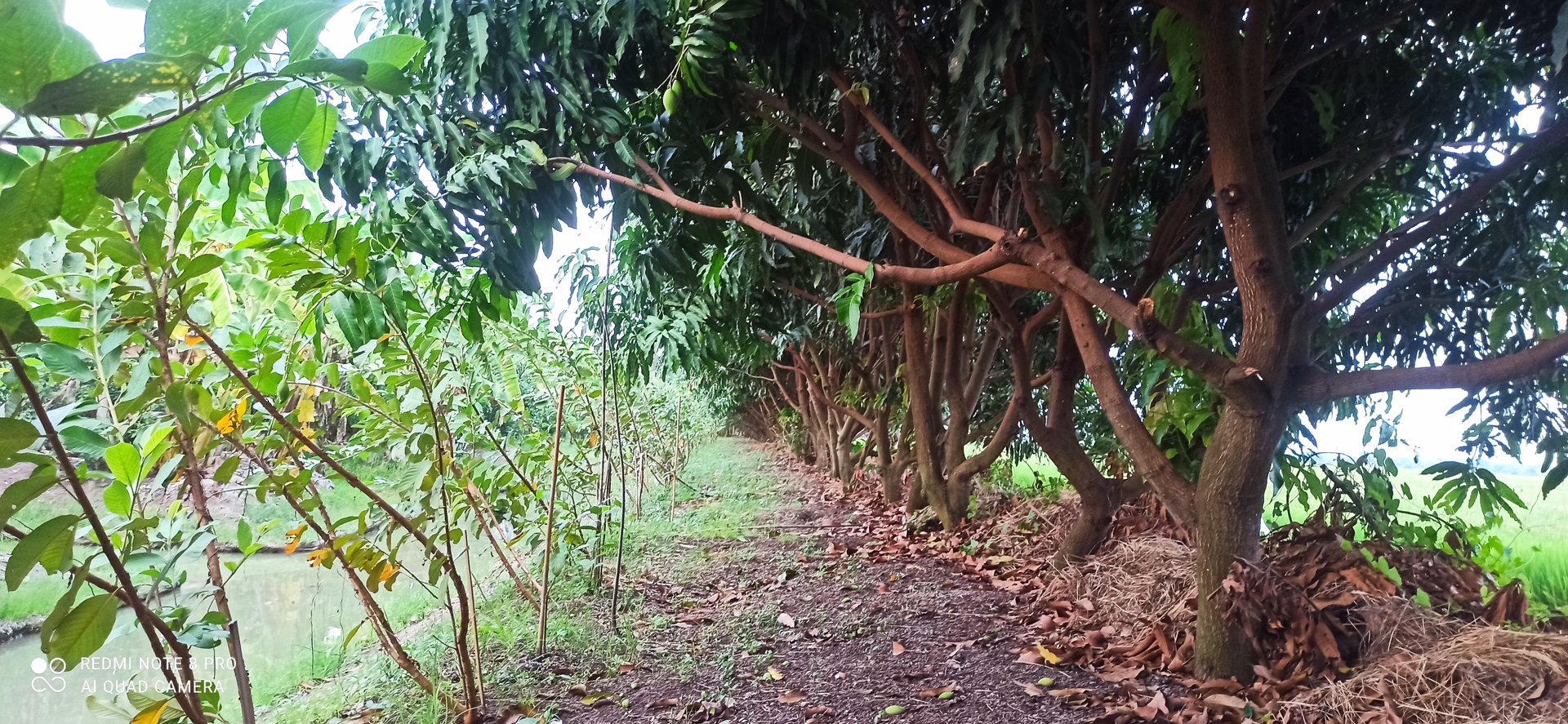 ที่ดินสวน-ไทรน้อย-นนทบุรี-ไร่ละ-18-ล้าน-ฟรีโอน-แถมบ้าน