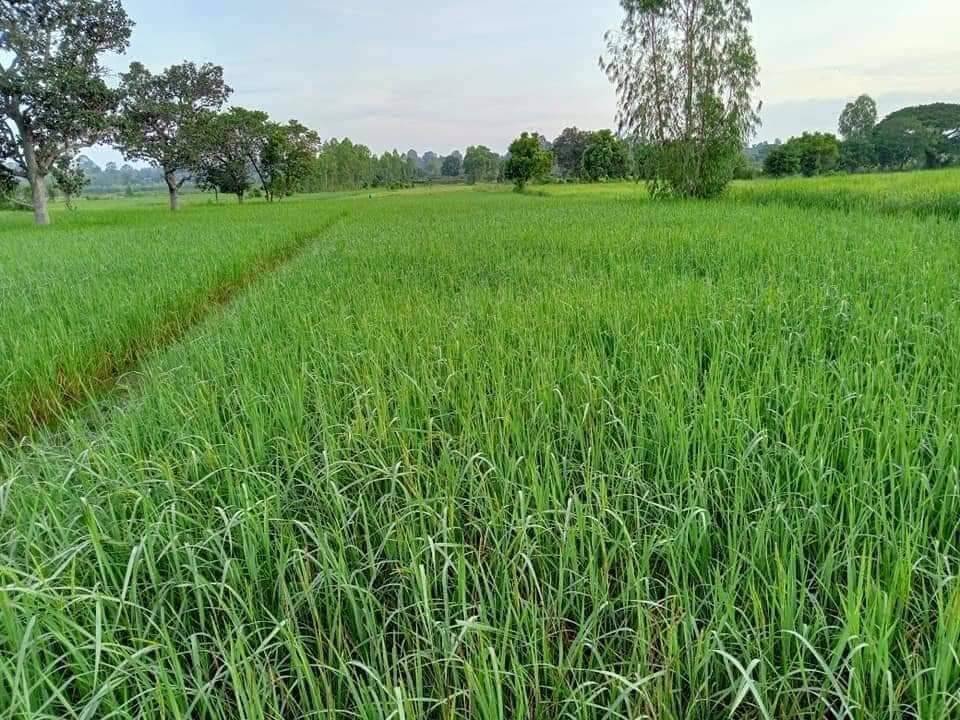 ขายที่ดิน-4ไร่-3งาน-28-ตรว