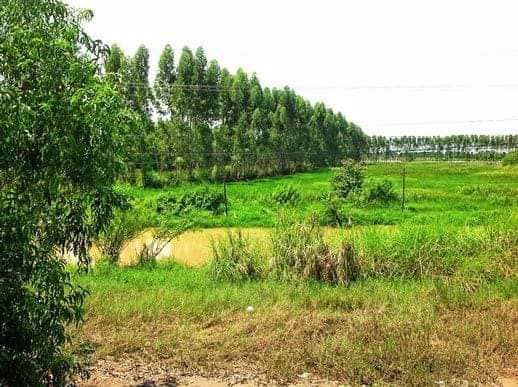 ขายที่ดิน-14-ไร่-ถนน-304-กม22-อยู่ในเขต-eec-อ-ราชสาส์น-จฉะเชิงเทรา-ราคาถูกเกือบเท่าประเมิณ