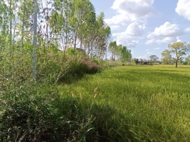 ด่วนลดราคา-ขายที่ดินสวยเหมาะทำโคกหนองนา-อเมือง-จร้อยเอ็ด