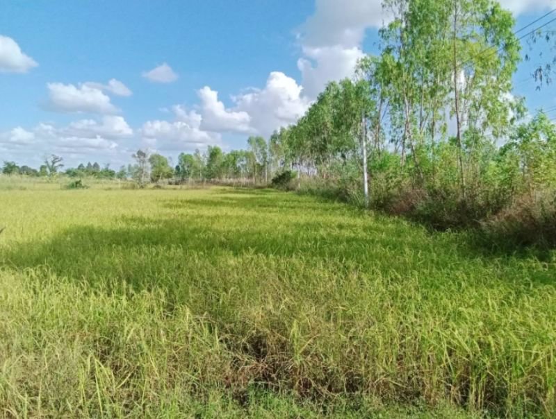 ด่วนลดราคา-ขายที่ดินสวยเหมาะทำโคกหนองนา-อเมือง-จร้อยเอ็ด