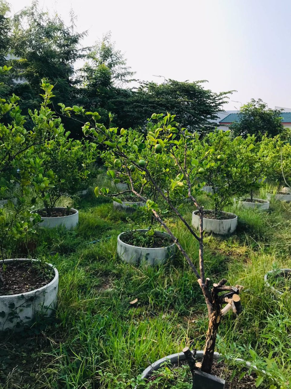 ขายที่ดินทำเลทองพร้อมบ้านสวนและพืชพรรณนาชนิด-ใจกลางถนนเกษตรนวมินทร์