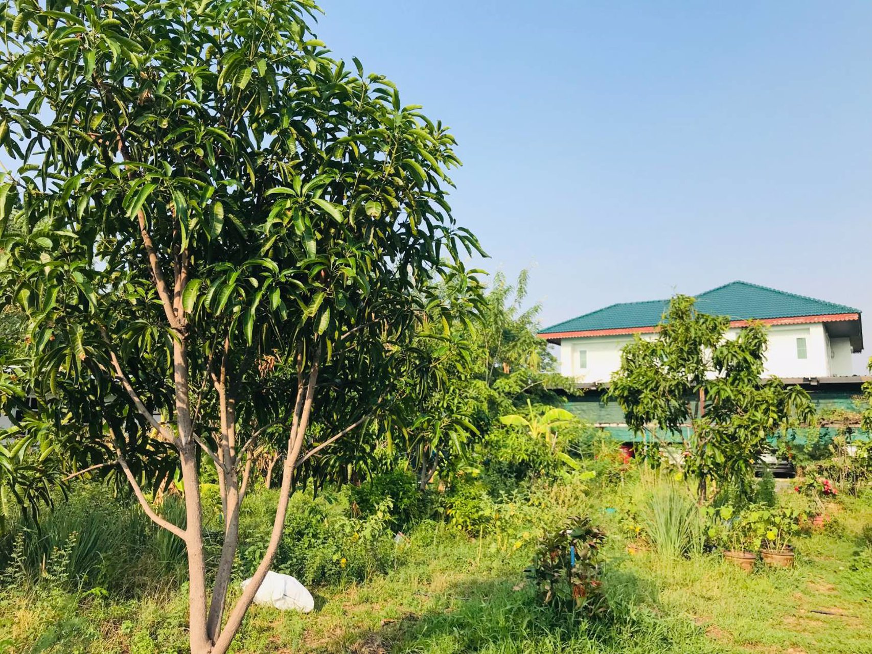 ขายที่ดินทำเลทองพร้อมบ้านสวนและพืชพรรณนาชนิด-ใจกลางถนนเกษตรนวมินทร์